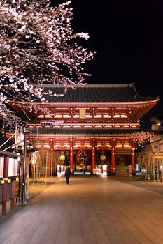 Sakura blossoms in Tokyo