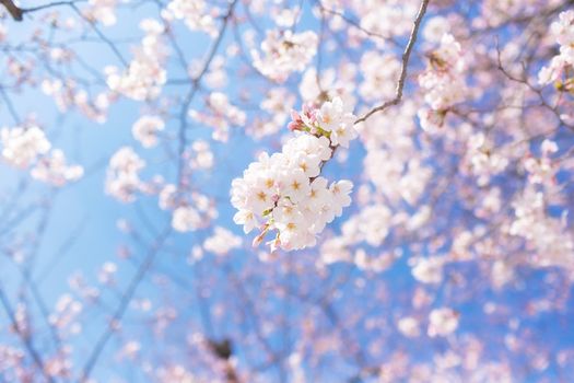 Sakura blossoms in Tokyo