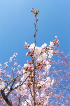 Sakura blossoms in Tokyo