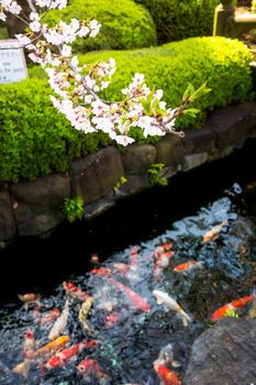 Sakura blossoms in Tokyo