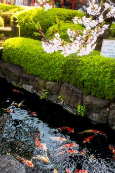 Sakura blossoms in Tokyo