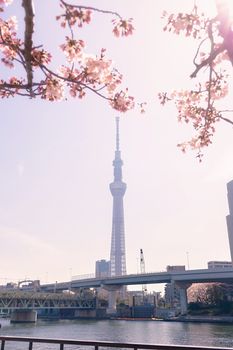 Tokyo Skytree with sakura surrounded