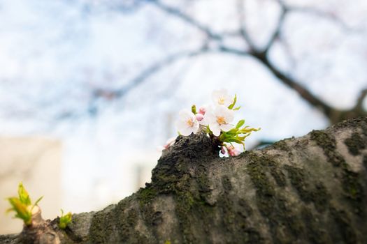 Sakura blossoms in Tokyo