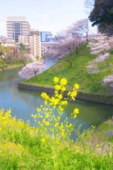 Sakura blossoms in Tokyo