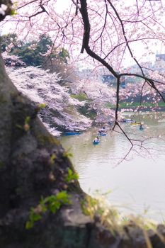Sakura blossoms in Tokyo