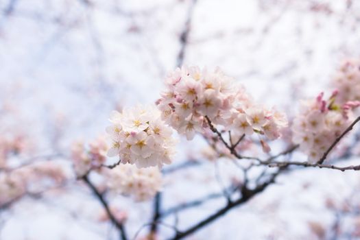 Sakura blossoms in Tokyo