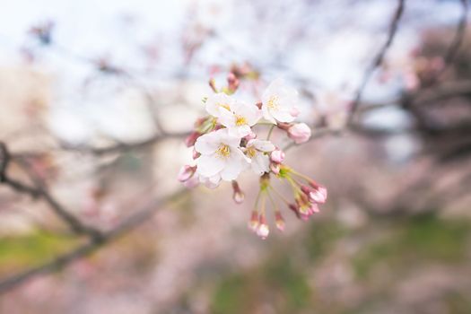 Sakura blossoms in Tokyo
