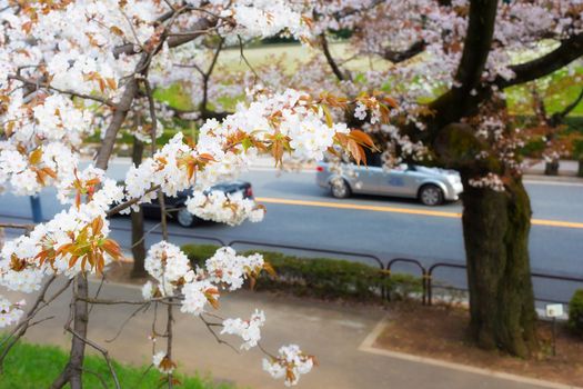 Sakura blossoms in Tokyo