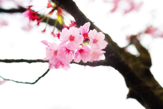 Sakura blossoms in Tokyo
