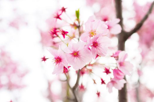 Sakura blossoms in Tokyo