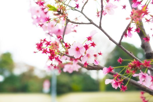 Sakura blossoms in Tokyo