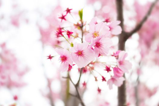Sakura blossoms in Tokyo