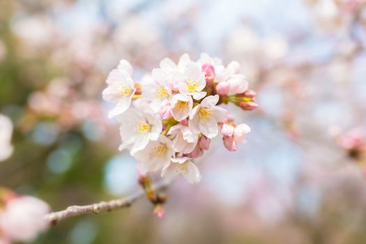 Sakura blossoms in Tokyo