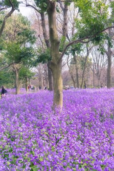Flowers in parks located at Tokyo, Japan