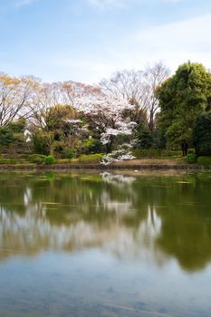 Sakura blossoms in Tokyo