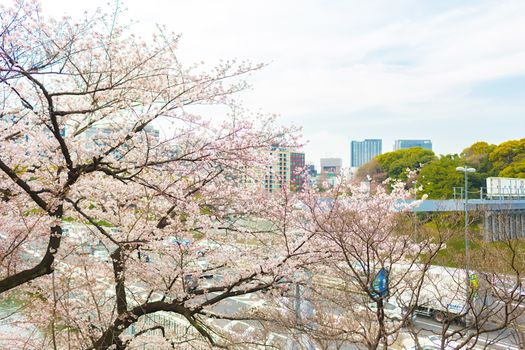 Sakura blossoms in Tokyo