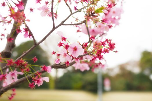 Sakura blossoms in Tokyo