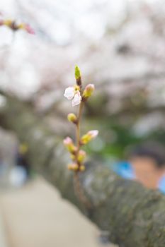 Sakura blossoms in Tokyo