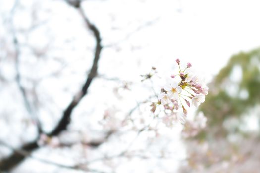 Sakura blossoms in Tokyo
