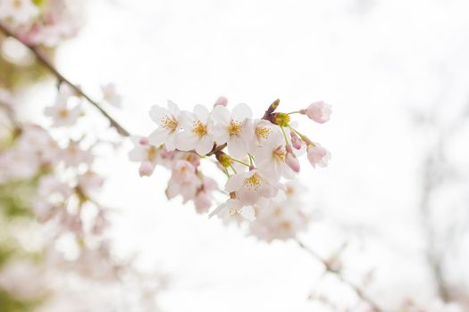 Sakura blossoms in Tokyo