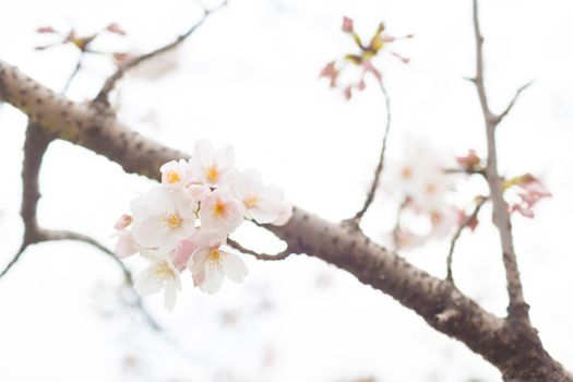 Sakura blossoms in Tokyo