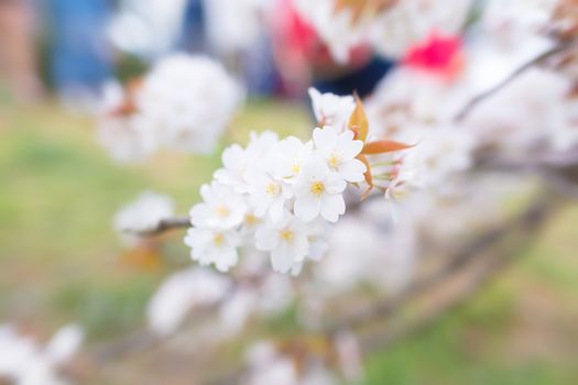 Sakura blossoms in Tokyo