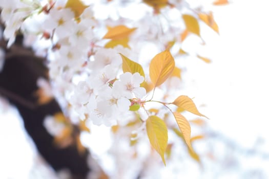 Sakura blossoms in Tokyo