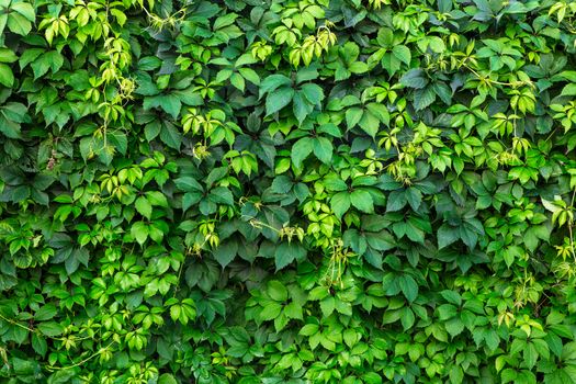 Background of green leaves, decorative fence