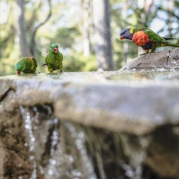 Rainbow lorikeet out in nature during the day.