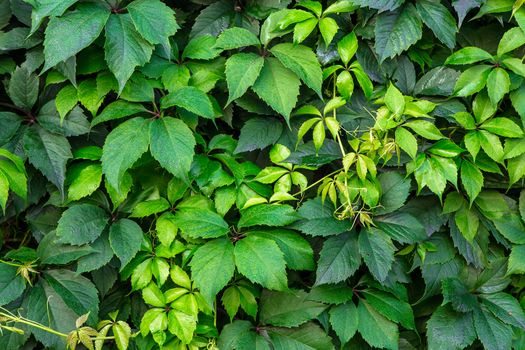 Background of green leaves, decorative fence