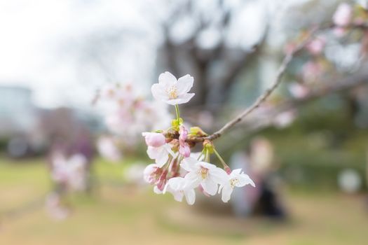 Sakura blossoms in Tokyo