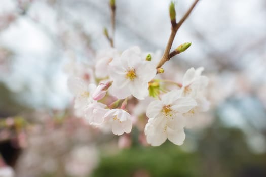 Sakura blossoms in Tokyo