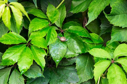 Background of green leaves, decorative fence