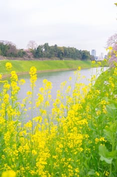 Sakura blossoms in Tokyo