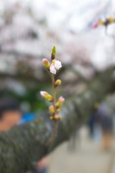 Sakura blossoms in Tokyo