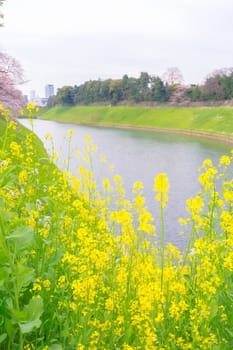 Sakura blossoms in Tokyo