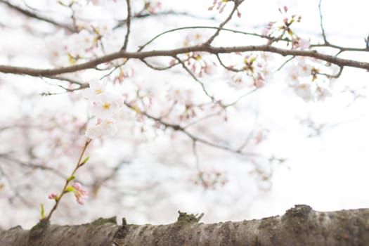 Sakura blossoms in Tokyo