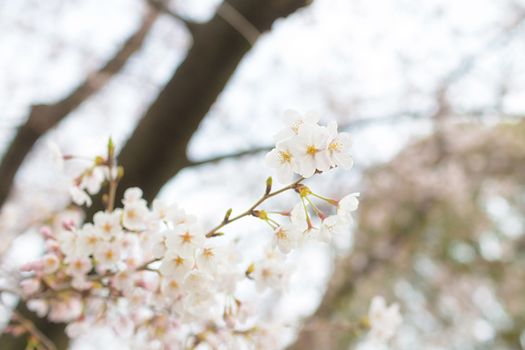 Sakura blossoms in Tokyo