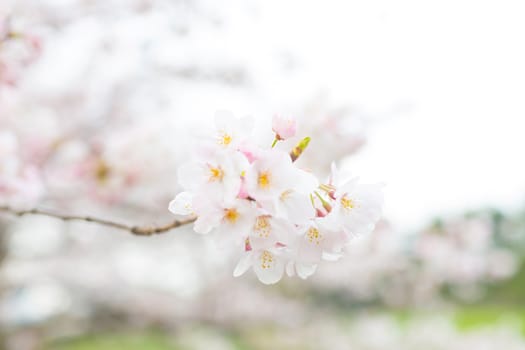 Sakura blossoms in Tokyo