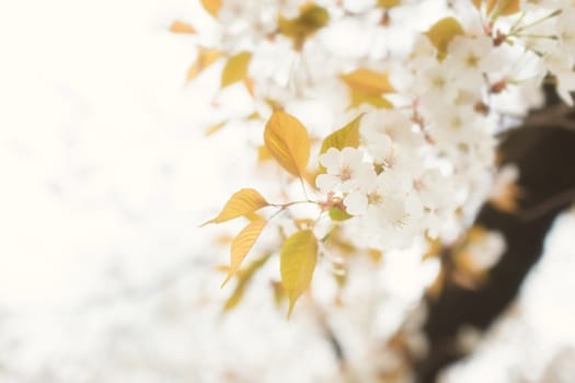Sakura blossoms in Tokyo