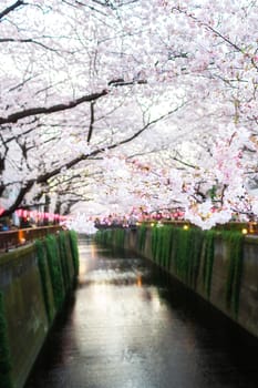 Sakura blossoms in Tokyo