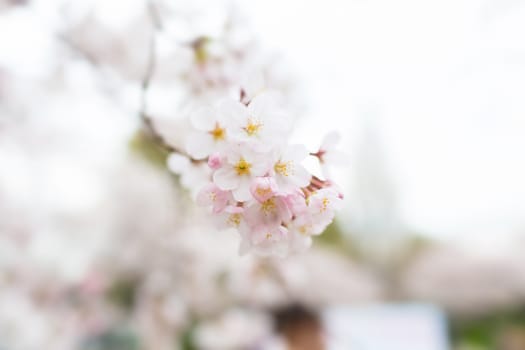 Sakura blossoms in Tokyo