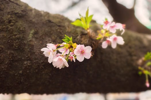 Sakura blossoms in Tokyo