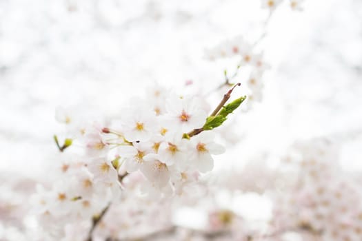 Sakura blossoms in Tokyo