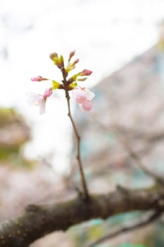 Sakura blossoms in Tokyo