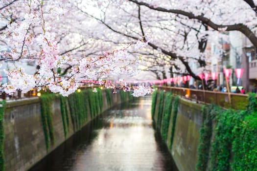 Sakura blossoms in Tokyo