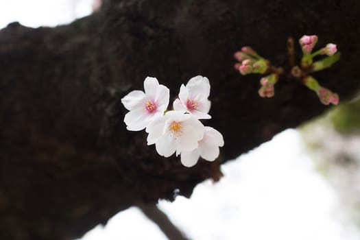 Sakura blossoms in Tokyo