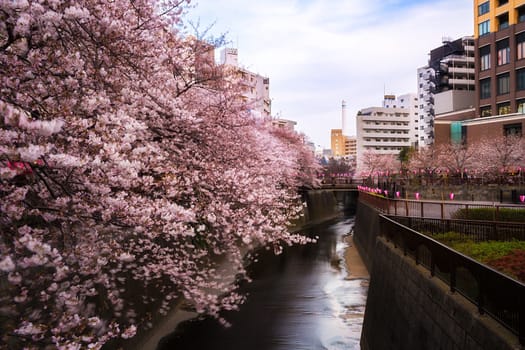 Sakura blossoms in Tokyo