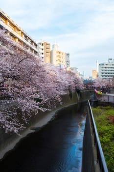 Sakura blossoms in Tokyo