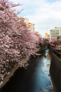 Sakura blossoms in Tokyo
